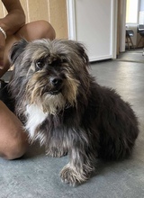 MAZLI, Hund, Mischlingshund in Mülheim - Bild 2