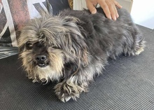 MAZLI, Hund, Mischlingshund in Mülheim - Bild 3