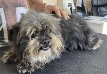 MAZLI, Hund, Mischlingshund in Mülheim - Bild 4