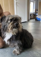MAZLI, Hund, Mischlingshund in Mülheim - Bild 6