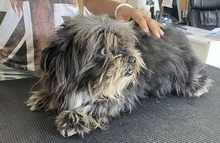 MAZLI, Hund, Mischlingshund in Mülheim - Bild 7