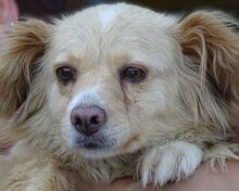 GOLDIE, Hund, Mischlingshund in Rumänien - Bild 1