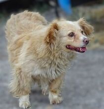 GOLDIE, Hund, Mischlingshund in Rumänien - Bild 2