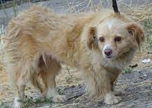 GOLDIE, Hund, Mischlingshund in Rumänien - Bild 3
