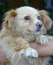 GOLDIE, Hund, Mischlingshund in Rumänien - Bild 4