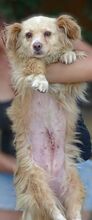 GOLDIE, Hund, Mischlingshund in Rumänien - Bild 5