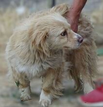 GOLDIE, Hund, Mischlingshund in Rumänien - Bild 6