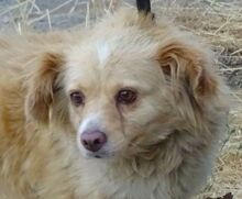 GOLDIE, Hund, Mischlingshund in Rumänien - Bild 7