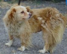 GOLDIE, Hund, Mischlingshund in Rumänien - Bild 8