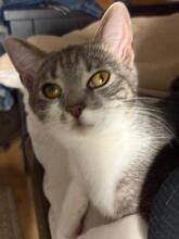 RICA, Katze, Europäisch Kurzhaar in Berlin - Bild 10