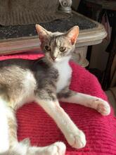 RICA, Katze, Europäisch Kurzhaar in Berlin - Bild 11