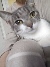 RICA, Katze, Europäisch Kurzhaar in Berlin - Bild 15