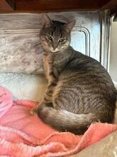 RICA, Katze, Europäisch Kurzhaar in Berlin - Bild 17