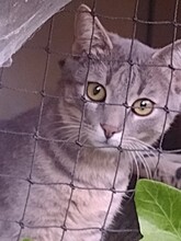 RICA, Katze, Europäisch Kurzhaar in Berlin - Bild 24