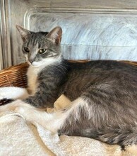 RICA, Katze, Europäisch Kurzhaar in Berlin - Bild 4