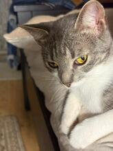 RICA, Katze, Europäisch Kurzhaar in Berlin - Bild 6