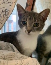 RICA, Katze, Europäisch Kurzhaar in Berlin - Bild 8
