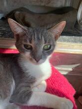 RICA, Katze, Europäisch Kurzhaar in Berlin - Bild 9