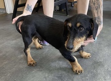 CLAUS, Hund, Rauhhaardackel-Mix in Ungarn - Bild 1