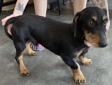 CLAUS, Hund, Rauhhaardackel-Mix in Ungarn - Bild 2