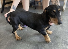 CLAUS, Hund, Rauhhaardackel-Mix in Ungarn - Bild 3
