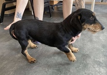 CLAUS, Hund, Rauhhaardackel-Mix in Ungarn - Bild 5