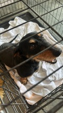CLAUS, Hund, Rauhhaardackel-Mix in Ungarn - Bild 6