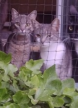 MICA, Katze, Europäisch Kurzhaar in Berlin - Bild 1