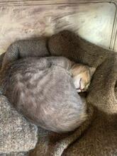 MICA, Katze, Europäisch Kurzhaar in Berlin - Bild 10