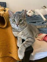 MICA, Katze, Europäisch Kurzhaar in Berlin - Bild 11