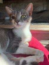 MICA, Katze, Europäisch Kurzhaar in Berlin - Bild 14