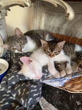 MICA, Katze, Europäisch Kurzhaar in Berlin - Bild 16