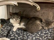 MICA, Katze, Europäisch Kurzhaar in Berlin - Bild 2