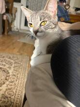 MICA, Katze, Europäisch Kurzhaar in Berlin - Bild 21
