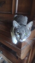 MICA, Katze, Europäisch Kurzhaar in Berlin - Bild 22