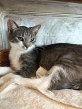 MICA, Katze, Europäisch Kurzhaar in Berlin - Bild 23