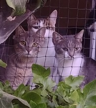 MICA, Katze, Europäisch Kurzhaar in Berlin - Bild 3