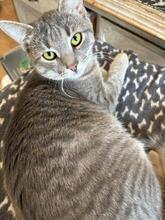 MICA, Katze, Europäisch Kurzhaar in Berlin - Bild 4