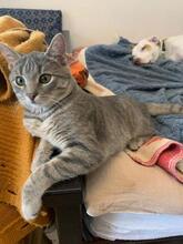 MICA, Katze, Europäisch Kurzhaar in Berlin - Bild 6