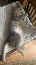 MICA, Katze, Europäisch Kurzhaar in Berlin - Bild 7