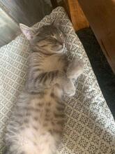 MICA, Katze, Europäisch Kurzhaar in Berlin - Bild 8