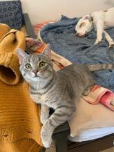 MICA, Katze, Europäisch Kurzhaar in Berlin - Bild 9
