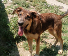 SKADI, Hund, Mischlingshund in Griechenland - Bild 1