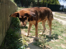 SKADI, Hund, Mischlingshund in Griechenland - Bild 2