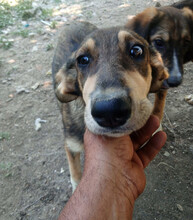 SKADI, Hund, Mischlingshund in Griechenland - Bild 3