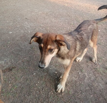 SKADI, Hund, Mischlingshund in Griechenland - Bild 4