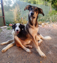 SKADI, Hund, Mischlingshund in Griechenland - Bild 5
