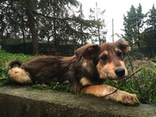 SKADI, Hund, Mischlingshund in Griechenland - Bild 6