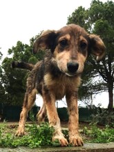 SKADI, Hund, Mischlingshund in Griechenland - Bild 7