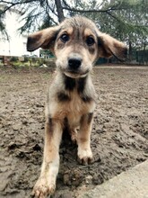 SKADI, Hund, Mischlingshund in Griechenland - Bild 8